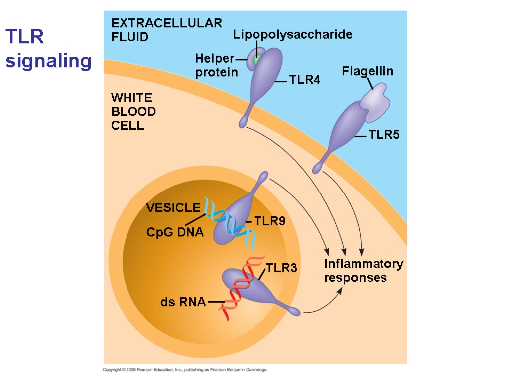 TLR signaling EXTRACELLULAR FLUID Lipopolysaccharide Flagellin TLR4 TLR5 Helper protein TLR9 TLR3 WHITE BLOOD